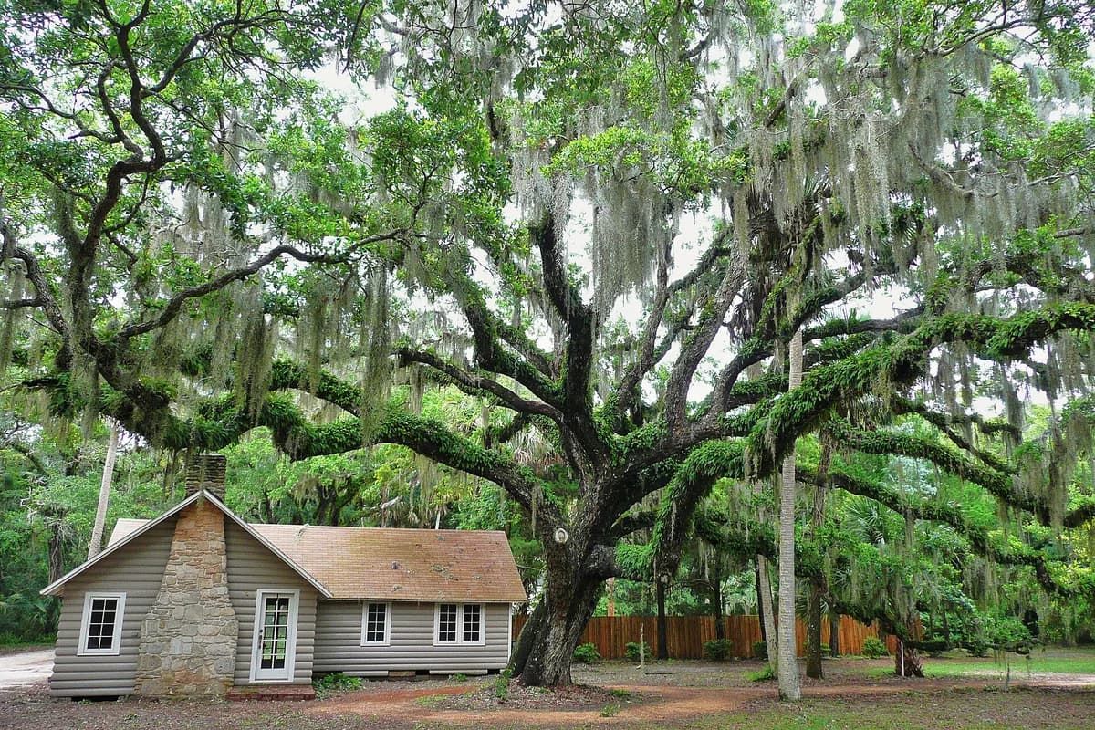 A live oak hung with Spanish moss beside a small cottage at Washington Oaks Gardens State Park in Palm Coast